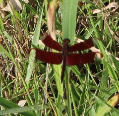 Neurothemis fulvia