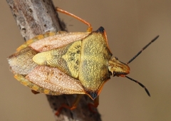 Carpocoris mediterraneus atlanticus