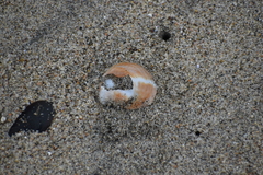 Crepipatella dilatata