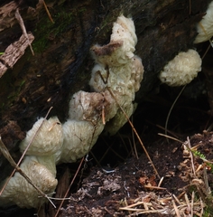 Hypomyces tremellicola