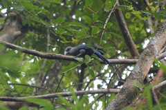 Phaenicophaeus tristis