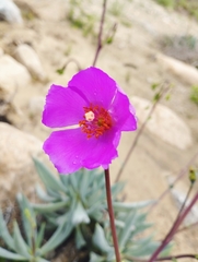Cistanthe philhershkovitziana