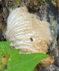 Hypomyces tremellicola