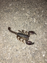 Scorpio fuscus