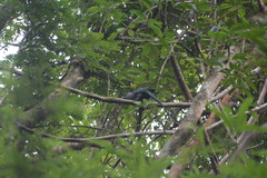 Phaenicophaeus tristis