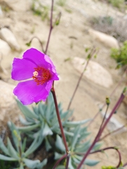 Cistanthe philhershkovitziana