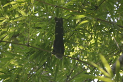 Phaenicophaeus tristis