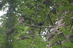 Phaenicophaeus tristis