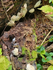 Hypomyces tremellicola