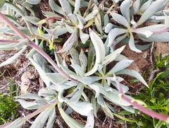 Cistanthe philhershkovitziana