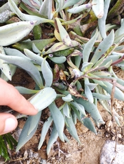 Cistanthe philhershkovitziana