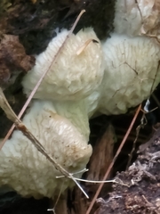Hypomyces tremellicola