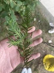 Thuja