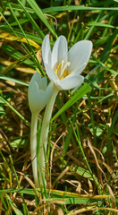 Colchicum autumnale