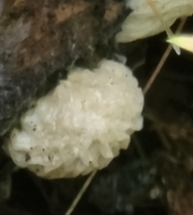 Hypomyces tremellicola