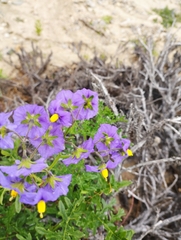 Solanum remyanum