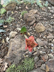 Haemanthus