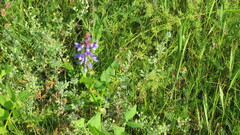 Galega orientalis