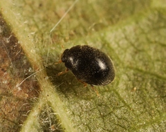 Stethorus pusillus