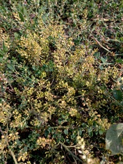 Lepidium apetalum