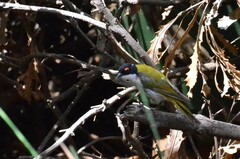 Melithreptus lunatus