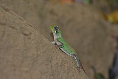 Acanthosaura coronata