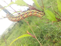 Eumorpha fasciatus