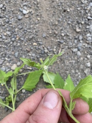 Solanum physalifolium