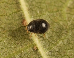 Stethorus pusillus