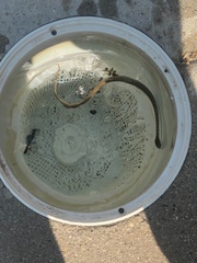 Coluber constrictor mormon