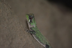 Acanthosaura coronata