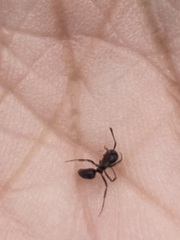 Brachyponera chinensis