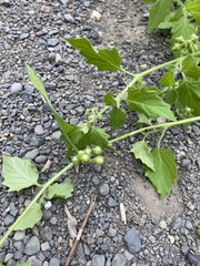 Solanum physalifolium