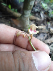 Eulophia maculata