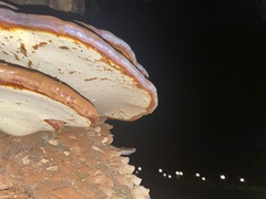 Ganoderma applanatum