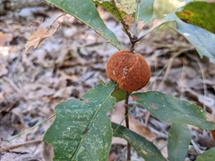 Disholcaspis spongiosa