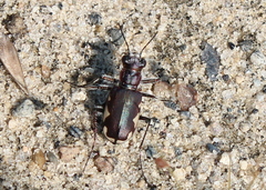 Cicindela scutellaris