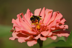 Bombus pensylvanicus