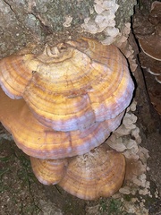 Ganoderma applanatum