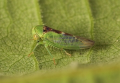 Viridicerus ustulatus