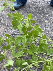 Solanum physalifolium