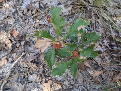 Disholcaspis spongiosa