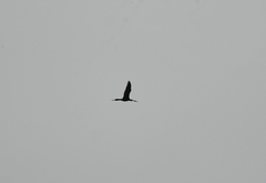 Anhinga melanogaster