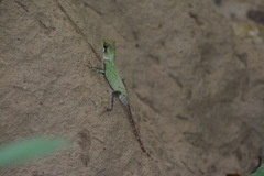 Acanthosaura coronata