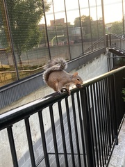 Sciurus carolinensis