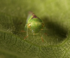 Viridicerus ustulatus