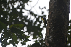 Picus chlorolophus