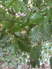 Acalitus ferrugineum