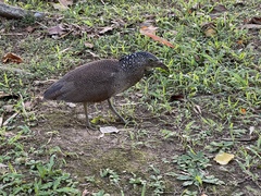 Gorsachius melanolophus