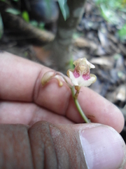 Eulophia maculata